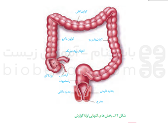 بخش های انتهایی لوله گوارش