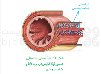 شبکه های یاخته های عصبی لوله گوارش در زیر مخاط و لایه ماهیچه ای