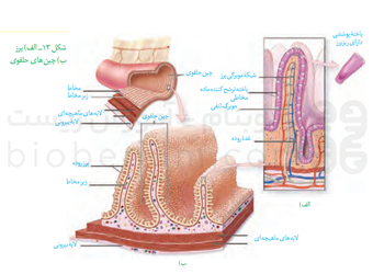 پرز و چین های حلقوی گفتار 2 فصل 2 زیست دهم